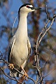 Black-crowned night-heron (Nycticorax nycticorax)