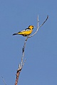 Bullock's Oriole (Icterus bullockii)