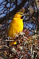 Bullock's Oriole (Icterus bullockii)