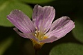 Redwood Sorrel (Oxalis oregana)