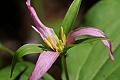 Western Trillium (Trillium ovatum)