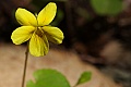 Redwood Violet (Viola sempervirens)