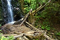 Big Basin Redwoods State Park - July 1, 2009