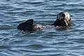 California Sea Otter - resting