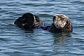 California Sea Otter - resting