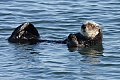 California Sea Otter - resting