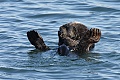 California Sea Otter - resting