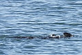 Otter using a rock as a tool