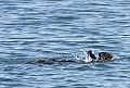 Otter using a rock as a tool