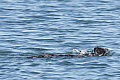 Otter using a rock as a tool