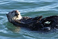 California Sea Otter - resting