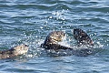 Otters playing