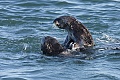 Otters playing