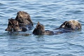 Otters sleeping