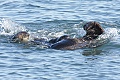 Otters playing