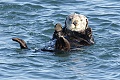 California Sea Otter - resting