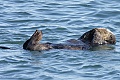 Otter sleeping