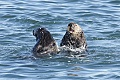 Otters playing