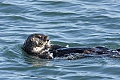 California Sea Otter - resting