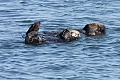 Otters sleeping