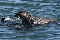 Otters playing