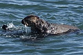 Otters playing