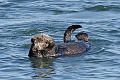 California Sea Otter - resting