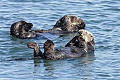 Otters sleeping