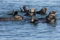 A raft of otters