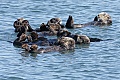 A raft of otters