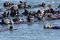 A raft of otters