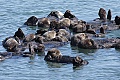 A raft of otters