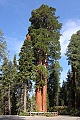 Giant Sequoias