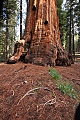 Giant Sequoia trunk