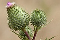 Wilder Ranch State Park - August 1, 2009