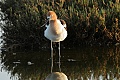 American avocet (Recurvirostra americana)