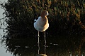 American avocet (Recurvirostra americana)