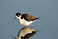 Black-necked stilt (Himantopus mexicanus)