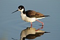 Black-necked stilt (Himantopus mexicanus)