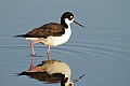 Black-necked stilt (Himantopus mexicanus)