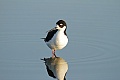 Black-necked stilt (Himantopus mexicanus)