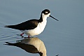 Black-necked stilt (Himantopus mexicanus)