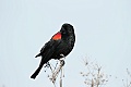 Red-winged blackbird (Agelaius phoeniceus)