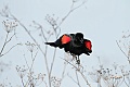 Red-winged blackbird (Agelaius phoeniceus)