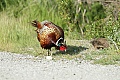 Ring-necked pheasant (Phasianus colchicus)