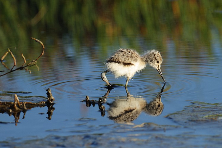 American avocet (Recurvirostra americana)