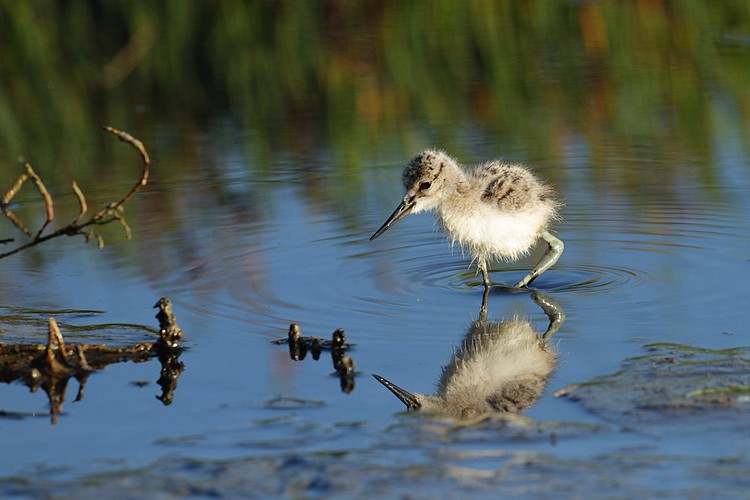 American avocet (Recurvirostra americana)
