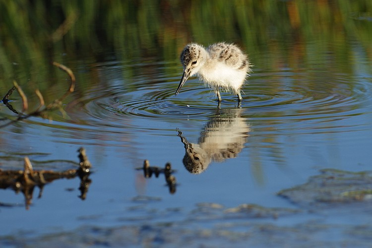 American avocet (Recurvirostra americana)