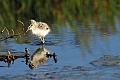 American avocet (Recurvirostra americana) - chick