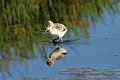 American avocet (Recurvirostra americana) - chick